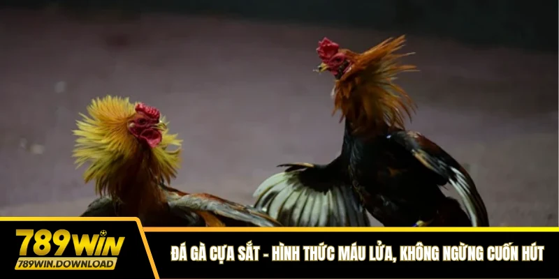 Đá gà cựa sắt 789win