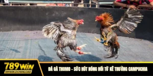 Đá gà thomo 789win