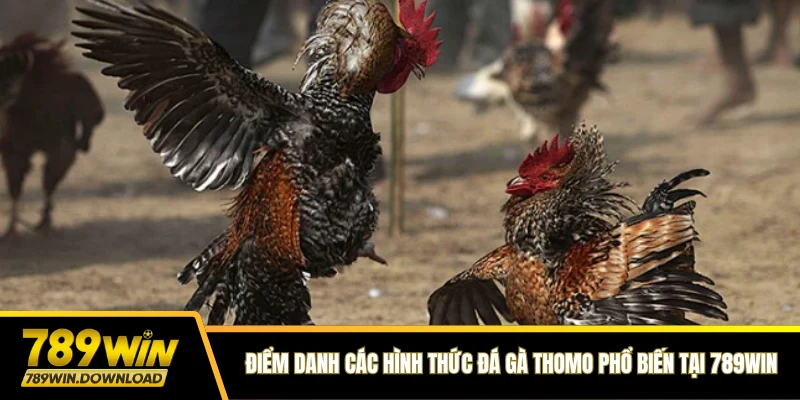 Điểm danh các hình thức đá gà Thomo phổ biến tại 789win