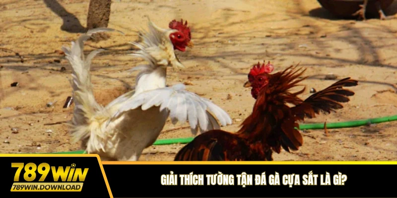 Giải thích tường tận Đá gà cựa sắt là gì?