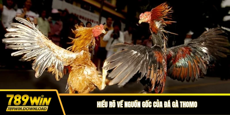 Hiểu rõ về nguồn gốc của đá gà Thomo