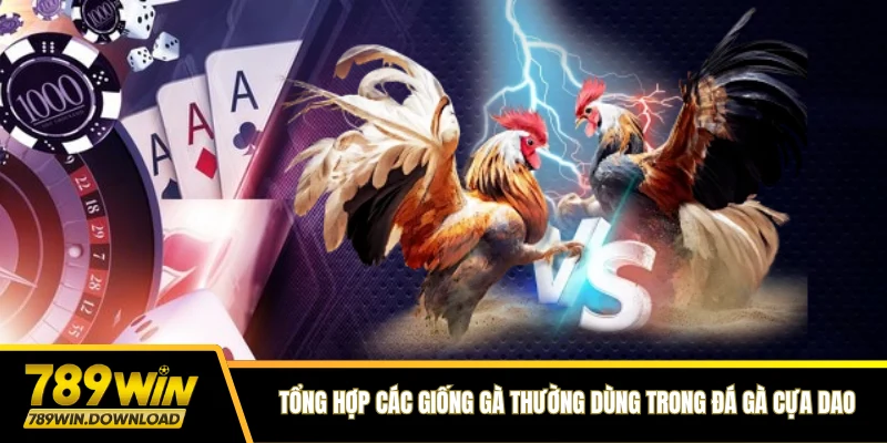 Tổng hợp các giống gà thường dùng trong đá gà cựa dao